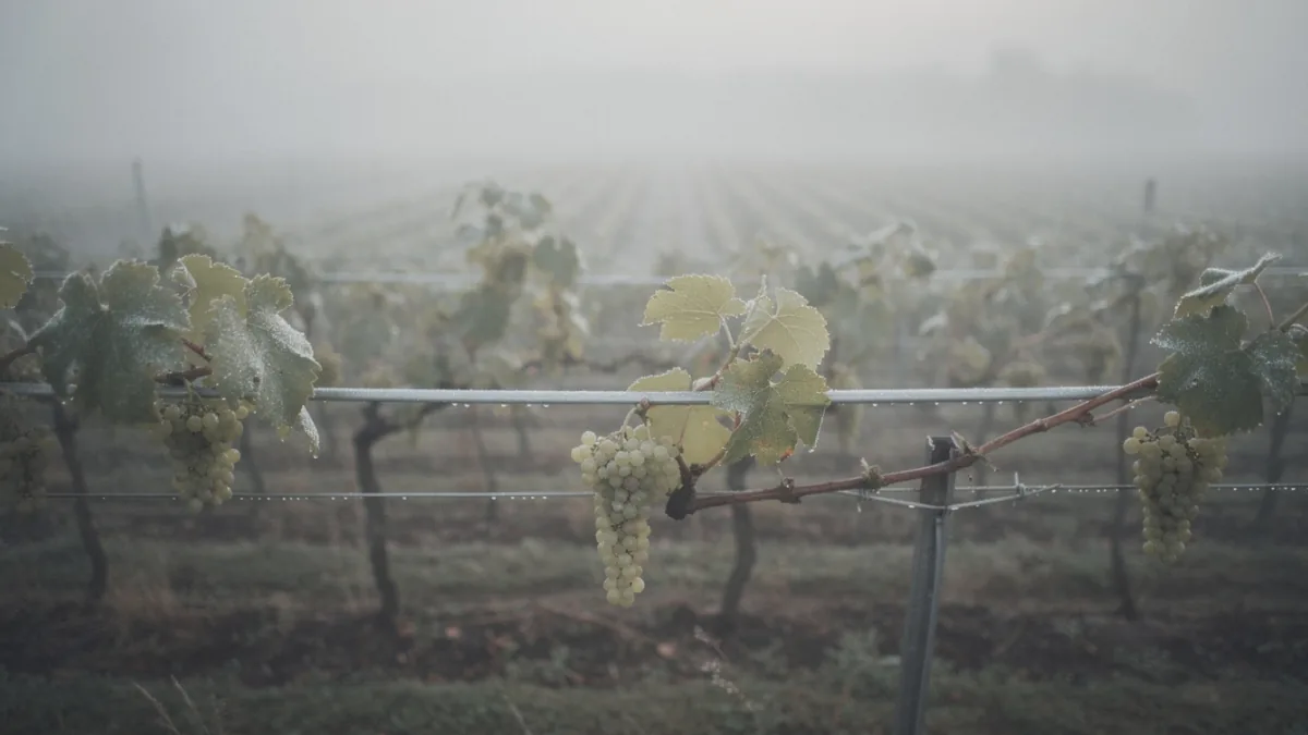 Kerner: eine weiße Rebsorte mit Riesling-Verwandtschaft