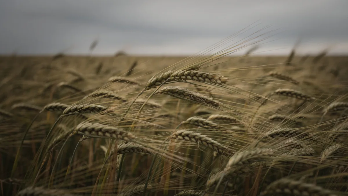 Was ist Rye Whiskey? Roggen und Herkunft richtig lesen